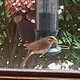 Illustration for article titled Help me identify this bird